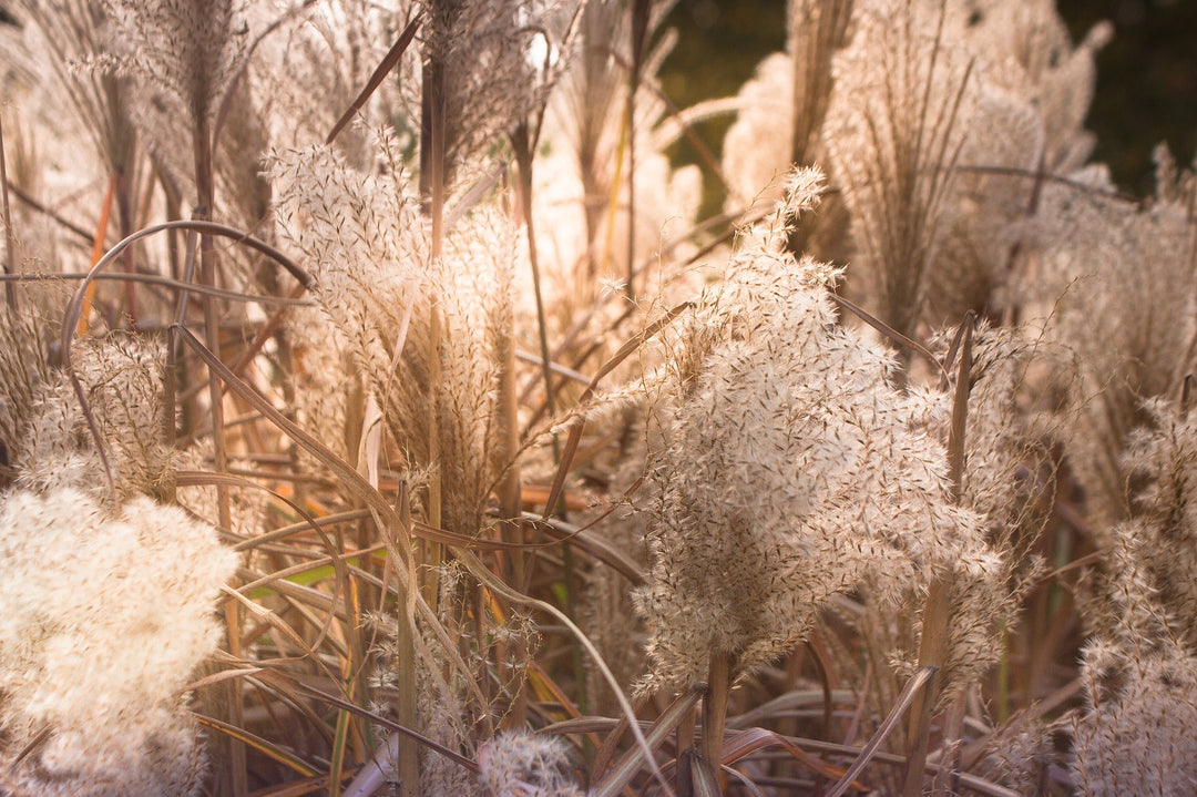 Tips voor pluizende pampas pluimen