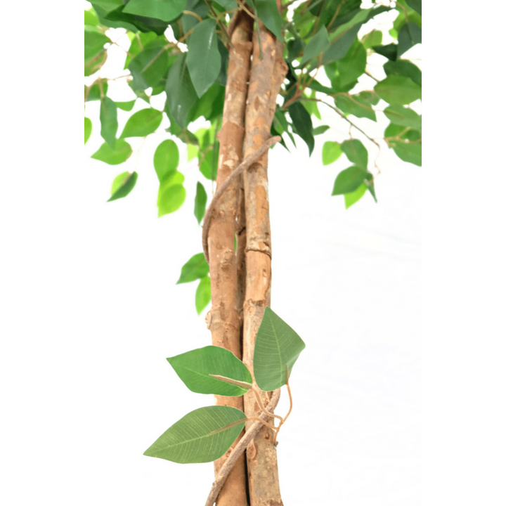 Künstlicher Ficus - 150cm hoch
