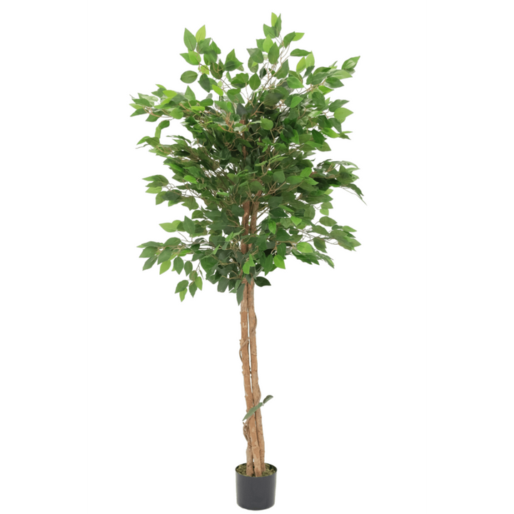 Künstlicher Ficus - 150cm hoch