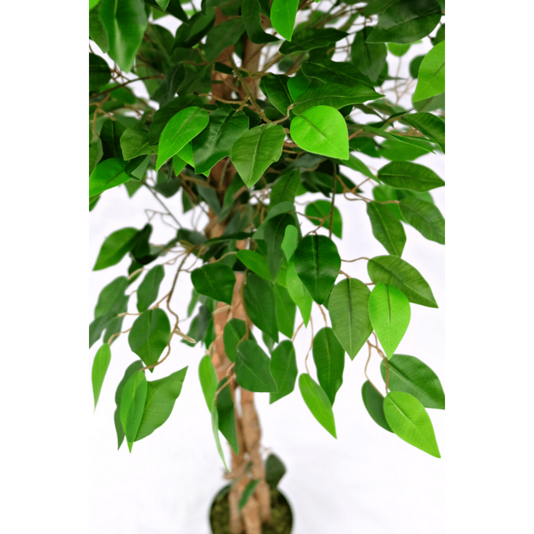 Künstlicher Ficus - 150cm hoch