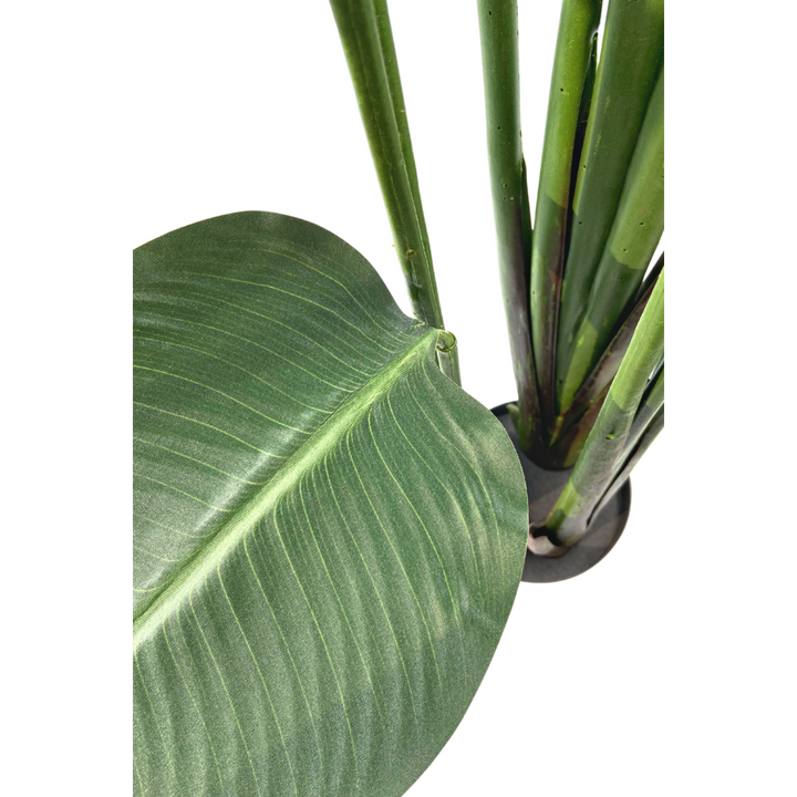 Groene Strelitzia Kunstplant - 180cm hoog