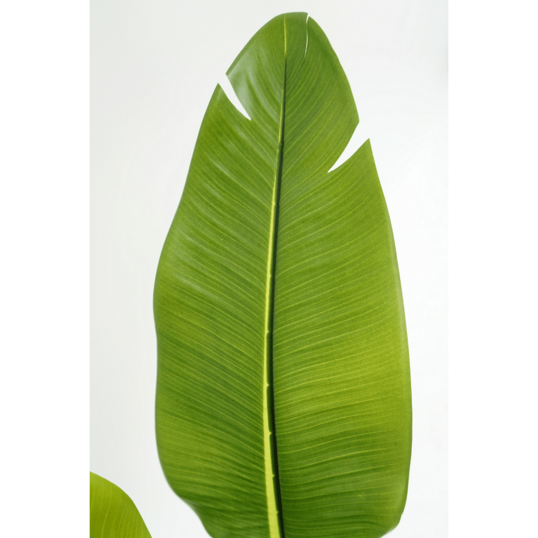 Strelitzia Kunstpflanze - 160cm hoch