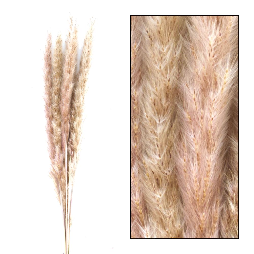Gedroogde bloemen - pampas pluimen - paars 6 stuks - 65/75 cm