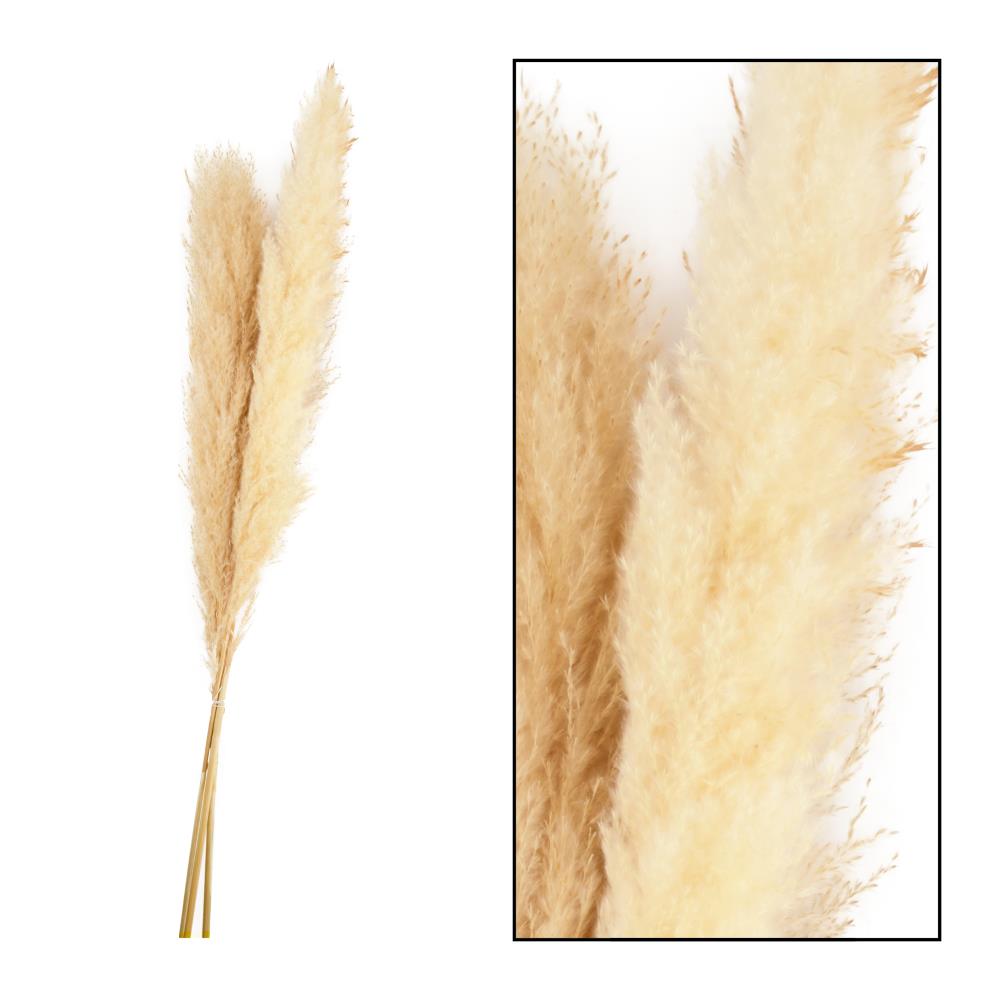 Gedroogde bloemen - volle pampas pluimen - creme 3 stuks - 115 cm
