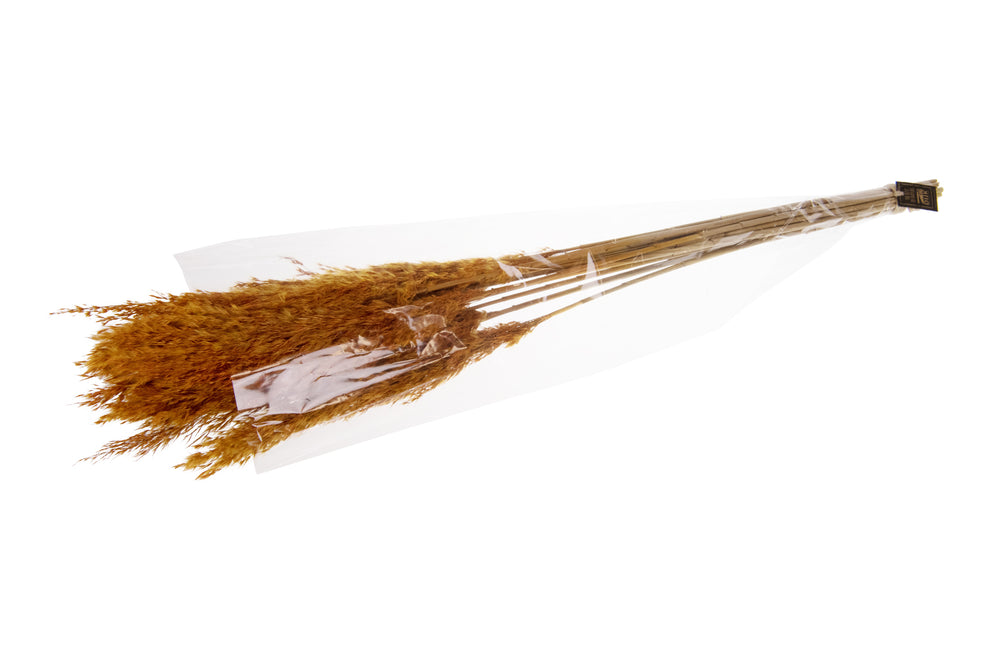 Gedroogde bloemen - riet pluimen - herfst kleur 70 gram