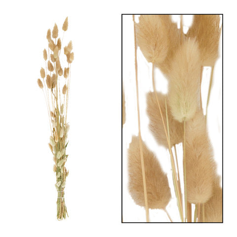 Droogbloemen bundel 'Lagurus'  - ↑65 cm - naturel
